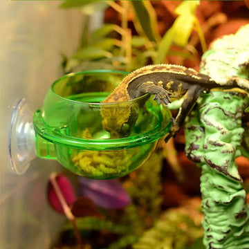 Reptile Anti-escape Food Bowl Cup-ROROZ PETSUPPLIER