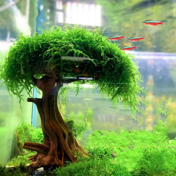 Fish Tank Plant Moss Tree Landscaping Decoration-ROROZ PETSUPPLIER