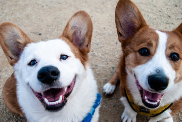 Jouet Interactif Chat Chien - Balle à Mâcher Durable