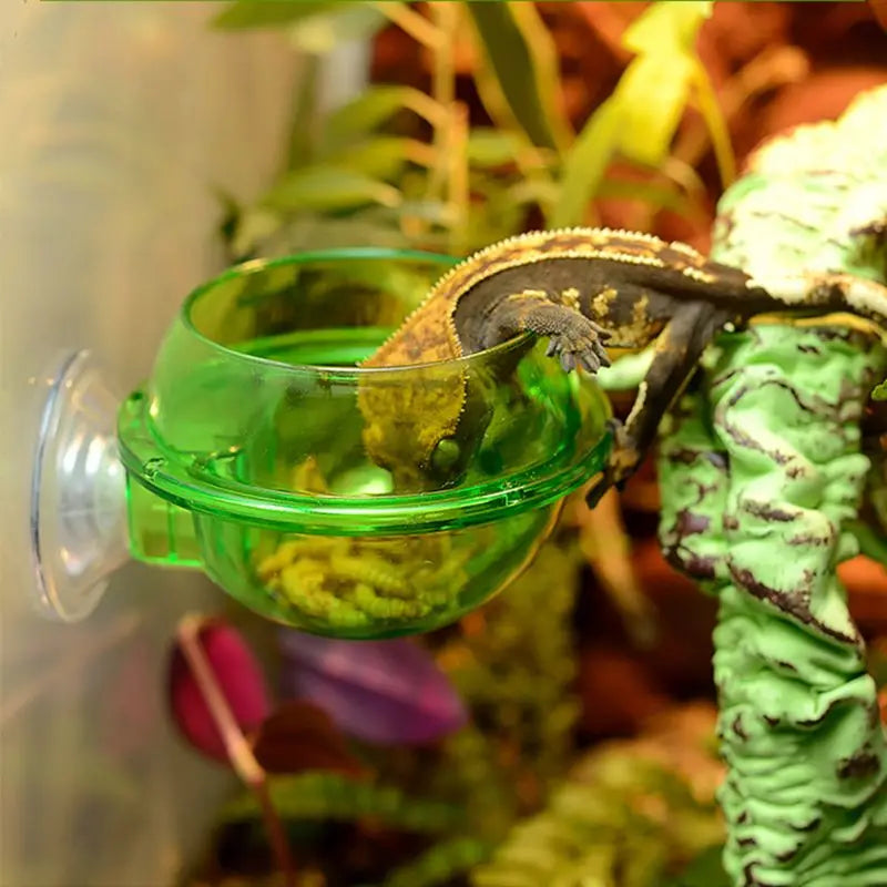 Reptile Anti-escape Food Bowl Cup-ROROZ PETSUPPLIER