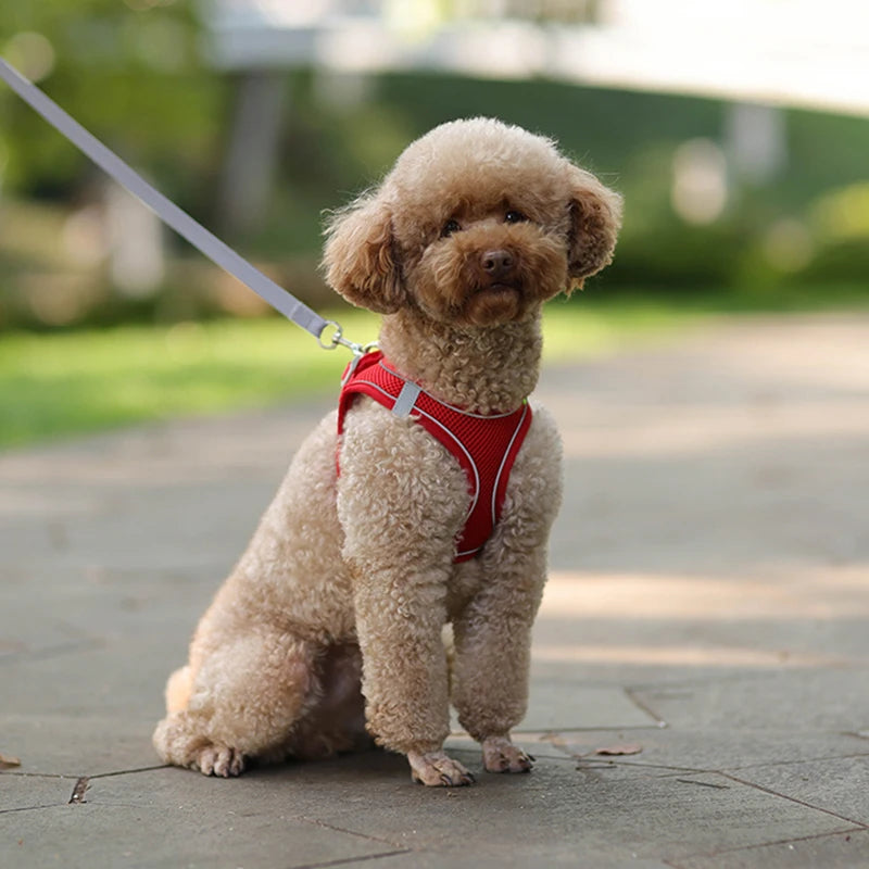 Harness Leash Set for Small Dogs-ROROZ PETSUPPLIER