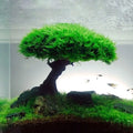 Fish Tank Plant Moss Tree Landscaping Decoration-ROROZ PETSUPPLIER