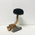 Fish Tank Plant Moss Tree Landscaping Decoration-ROROZ PETSUPPLIER