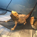 Reptile Hammock Lounger Ladder Accessories-ROROZ PETSUPPLIER