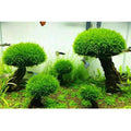 Fish Tank Plant Moss Tree Landscaping Decoration-ROROZ PETSUPPLIER