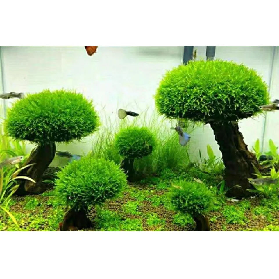 Fish Tank Plant Moss Tree Landscaping Decoration-ROROZ PETSUPPLIER