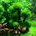 Fish Tank Plant Moss Tree Landscaping Decoration-ROROZ PETSUPPLIER