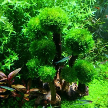 Fish Tank Plant Moss Tree Landscaping Decoration-ROROZ PETSUPPLIER